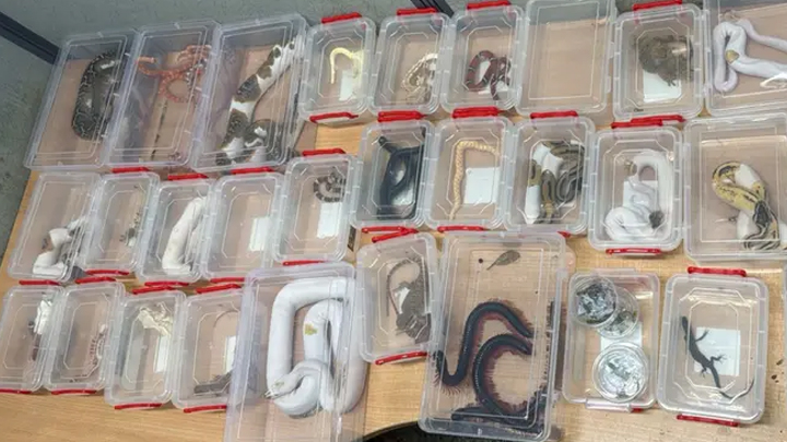 ఢిల్లీ ఎయిర్‌పోర్ట్‌లో పాముల కలకలం.. ముగ్గురు అరెస్ట్