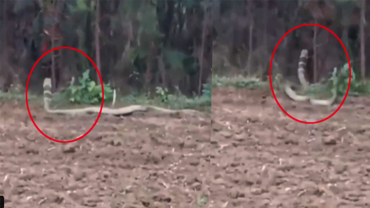 15 అడుగుల భారీ స‌ర్పం.. ప‌రుగులు పెట్టించింది