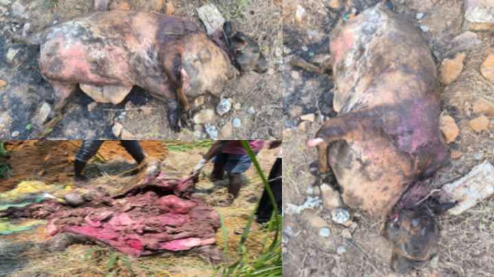 పాపం గోమాత‌.. టీటీడీ గోశాల‌లో మృత్యు ఘోష‌..