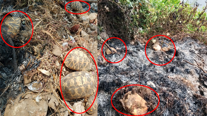 Kurma Avatar Dishonoured: Rare Tortoise Deaths Reflect Deepening Disrespect for Hindu Sentiments”