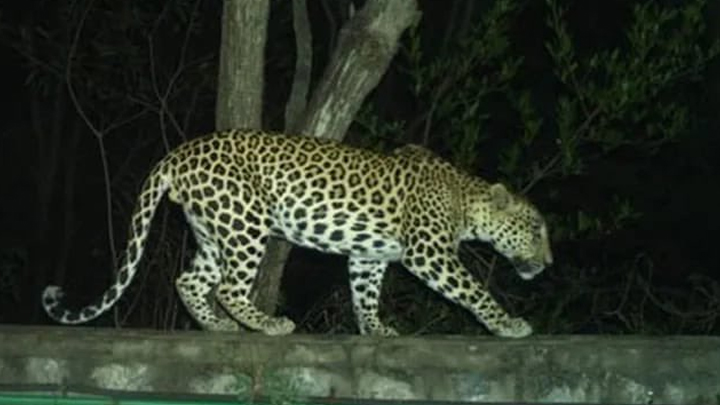 తిరుమలలో మళ్లీ చిరుత సంచారం.. భ‌యాందోళ‌న‌లో భ‌క్తులు