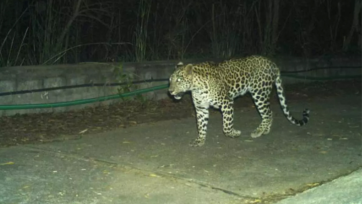 అలిపిరి మార్గంలో మళ్లీ చిరుత సంచారం