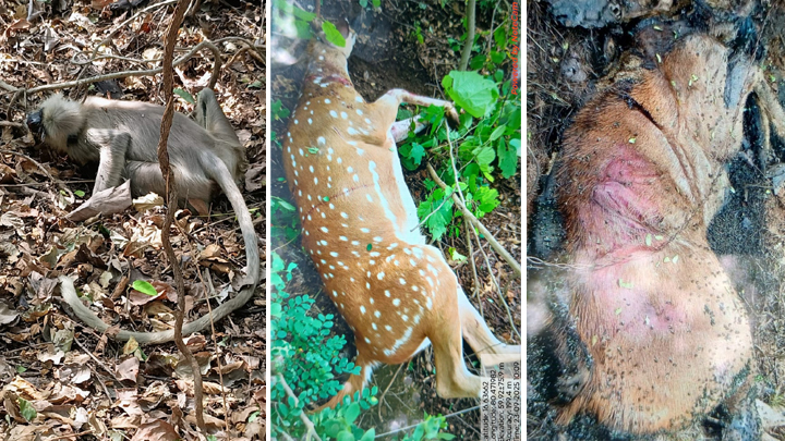 మూలపాడులో దారుణం.. మూగజీవాల బలి