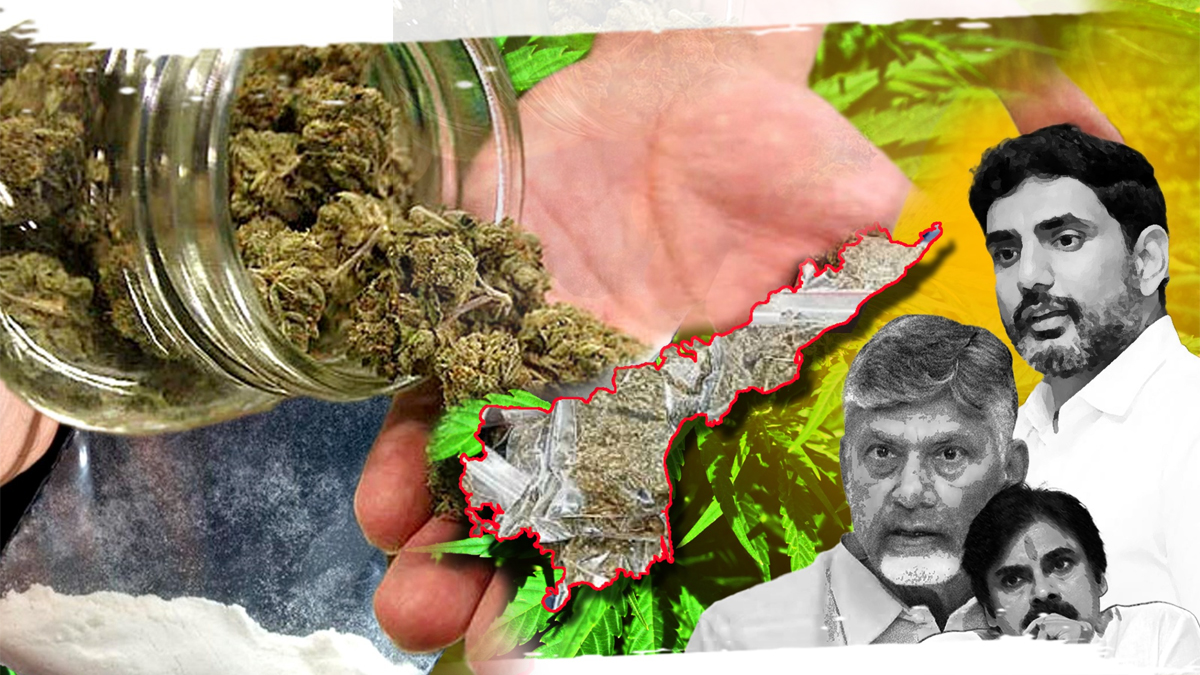 Cannabis Gang Terror in the State