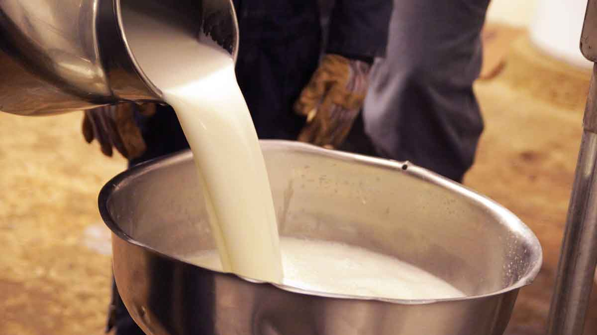 రాజమండ్రిలో కల్తీ పాలు ఘటనలో నలుగురు మృతి