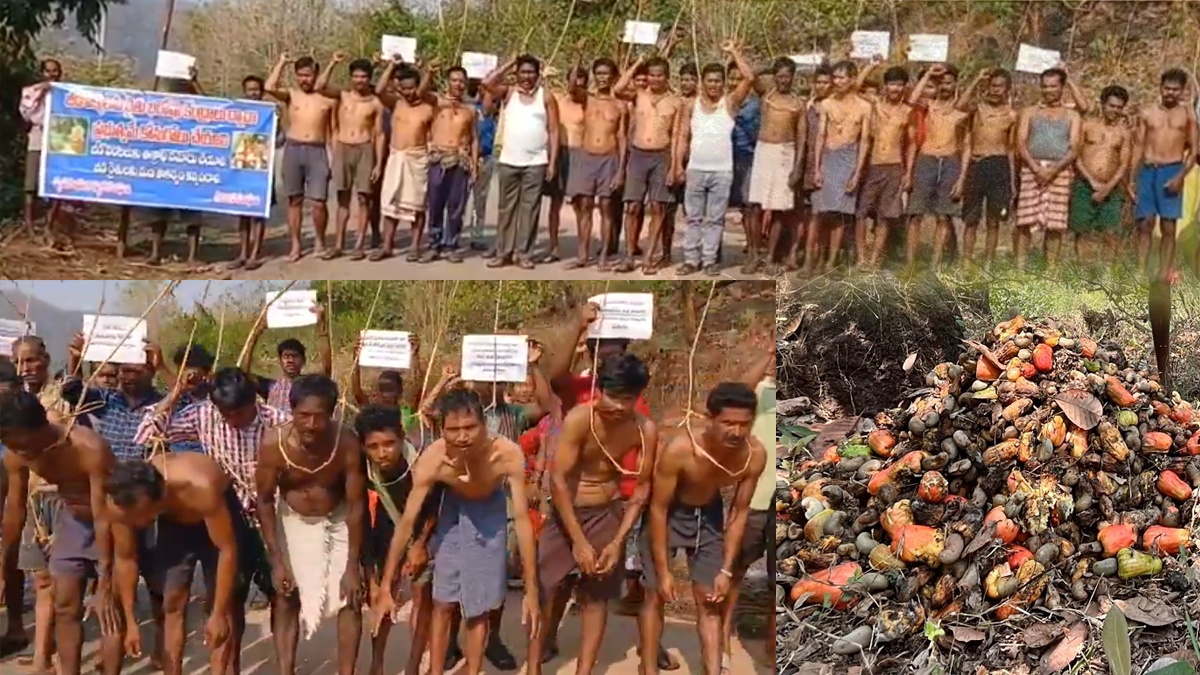 ఉరి తాళ్లపై వేలాడుతూ జీడి రైతులు నిరసన