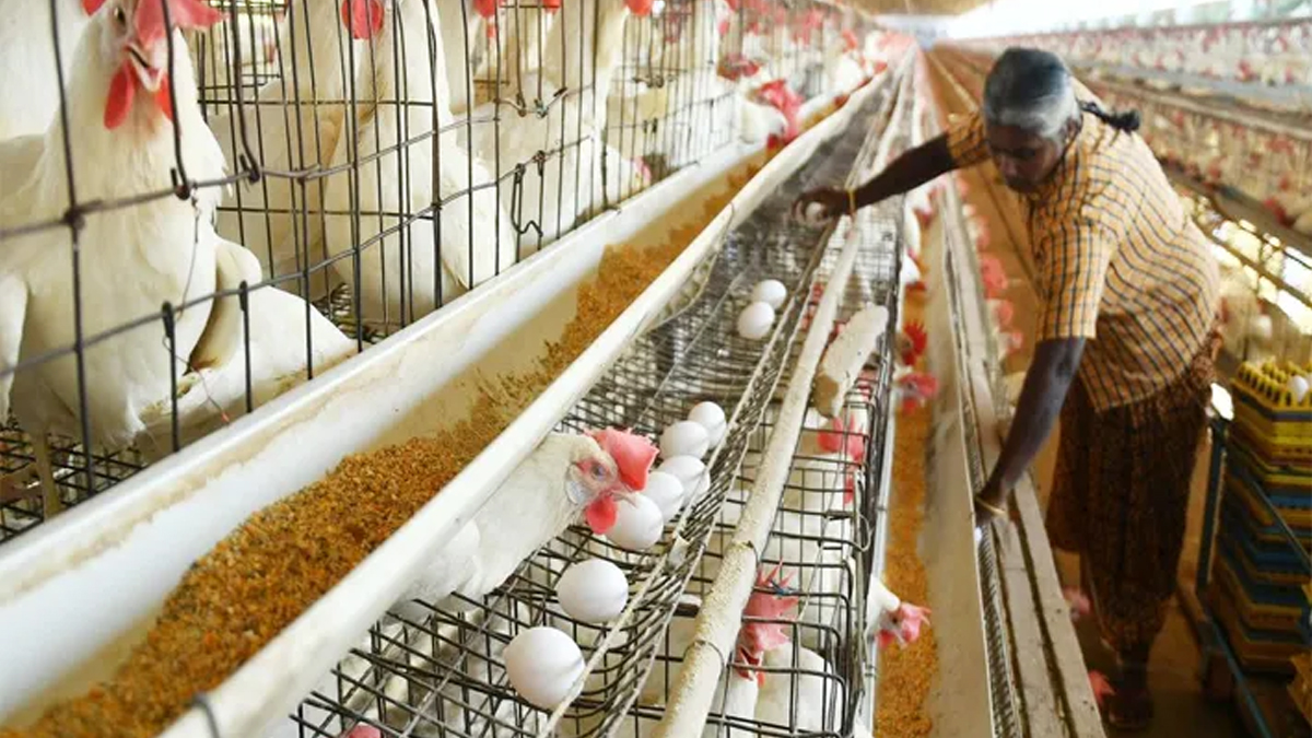 చికెన్ కొంటే గుడ్లు ఫ్రీ! పౌల్ట్రీ రంగంలో తీవ్ర సంక్షోభం.. అసలు కారణం ఇదే!