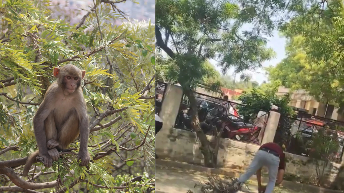 చెట్టెక్కి రూ.2 లక్షల నోట్లను గాల్లోకి విసిరేసిన కోతి